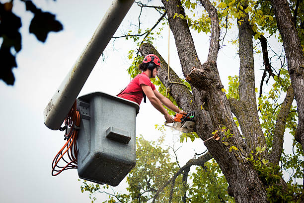 Best Tree Disease Treatment  in Newton, TX